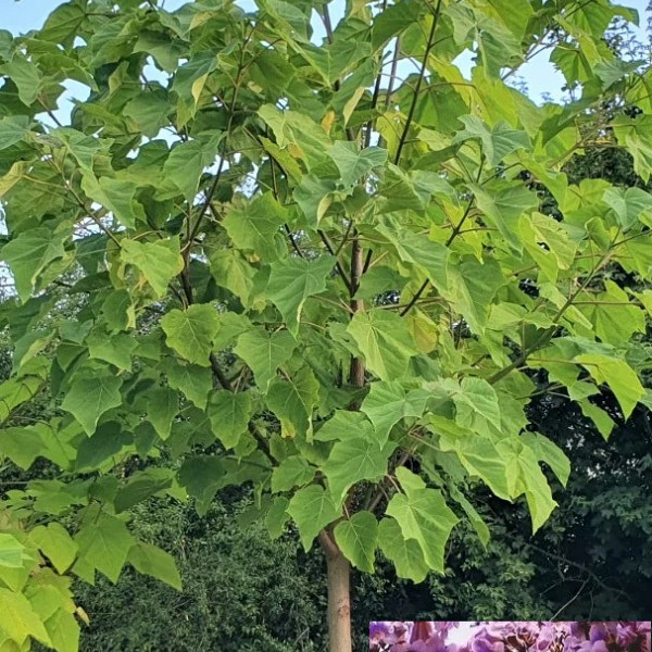 Paulovnija / Paulownia Tomentosa