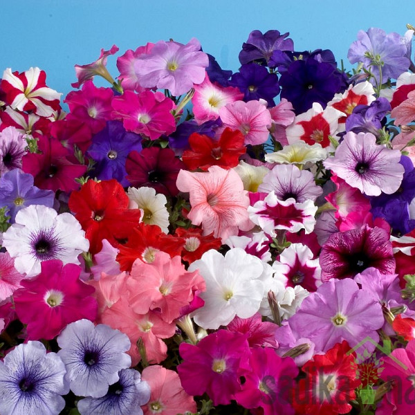 Sjeme Petunija - mješavina