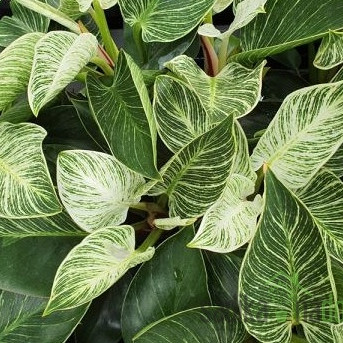 Philodendron White Wave