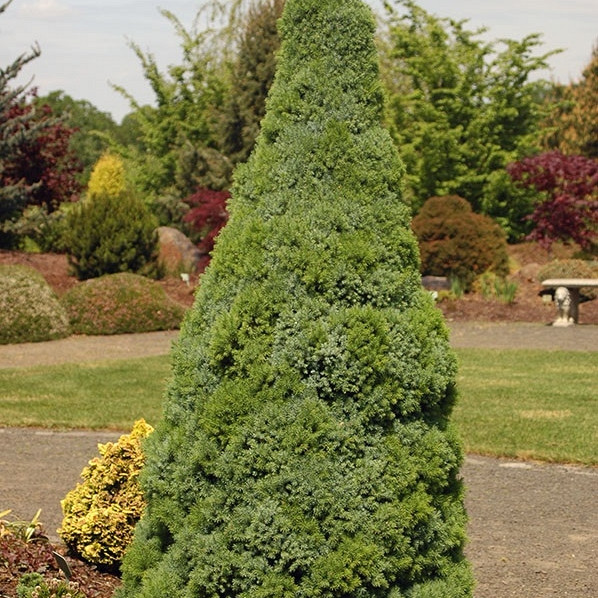 Bijela smreka (Picea Glauca) Sanders Blue