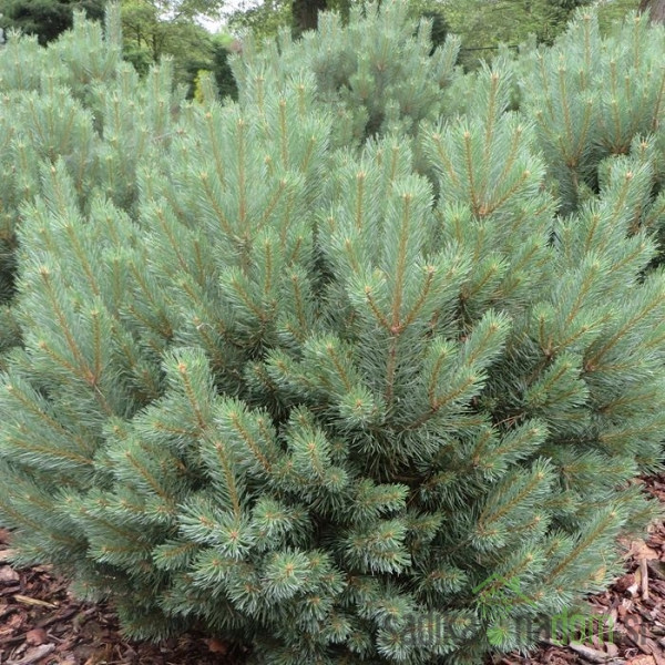 Crveni bor (Pinus sylvestris) Watereri