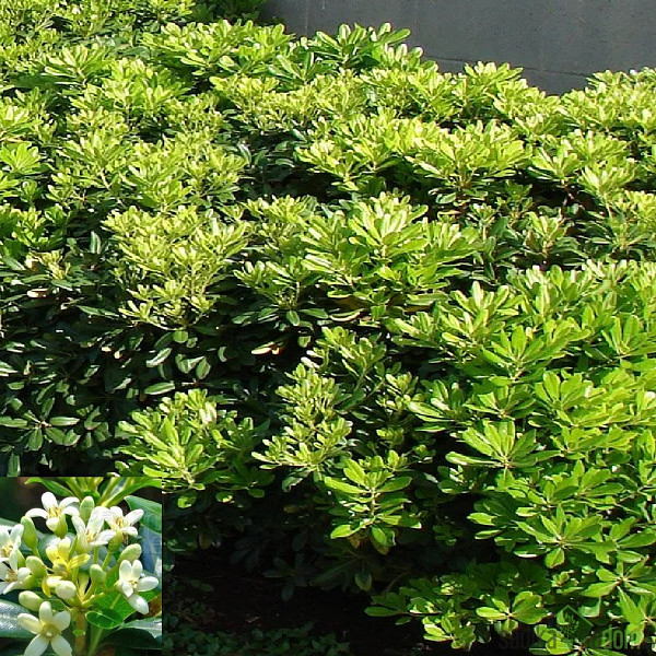 Pitosporum tobira Nana -LJEPLJIVAC