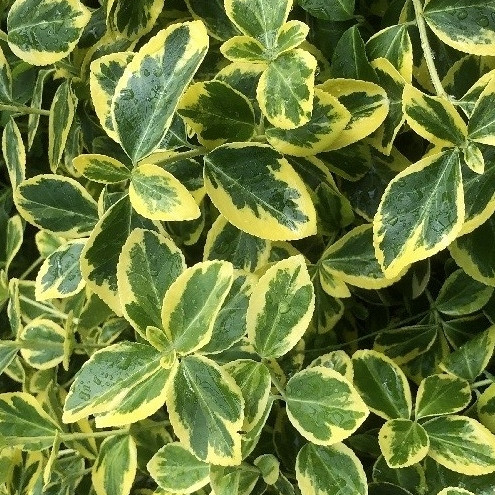 Kineska kurika Canadale Gold (Euonymus fortunei)