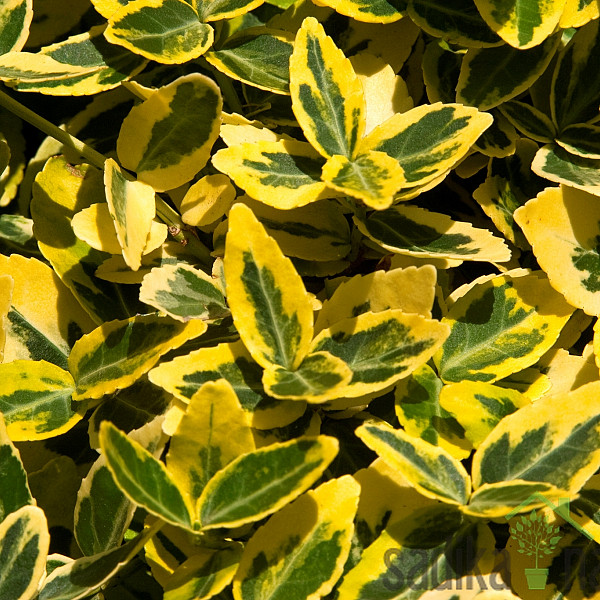 Puzeča kurika (Euonymus fort. Emerald 'n' Gold)