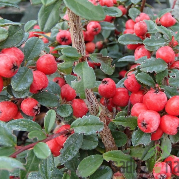 Patuljasta dunjarica Coral Beauty (Cotoneaster suecicus)