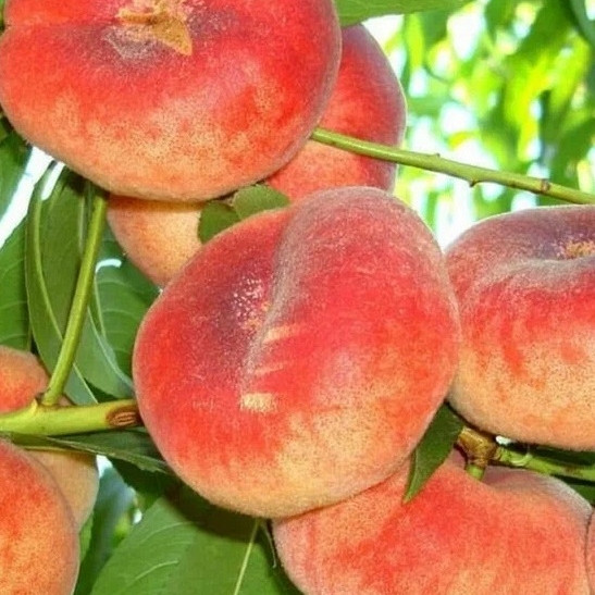 Breskva plosnata UFO 3