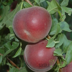 Breskva Red Moon