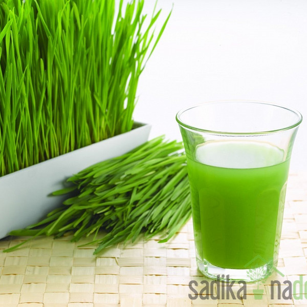 Sjeme pšenica za sokove