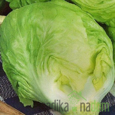 Sjeme Radič Mantovana 413