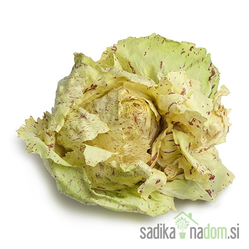 Sjeme Radič Castelfranco