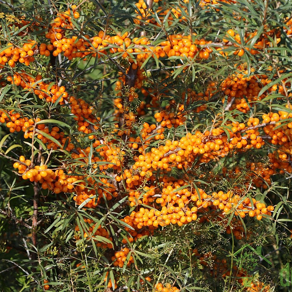 Pasji trn Friesdorfer Orange / Solo (Hippophae rhamnoides) - SAMOOPLODEN