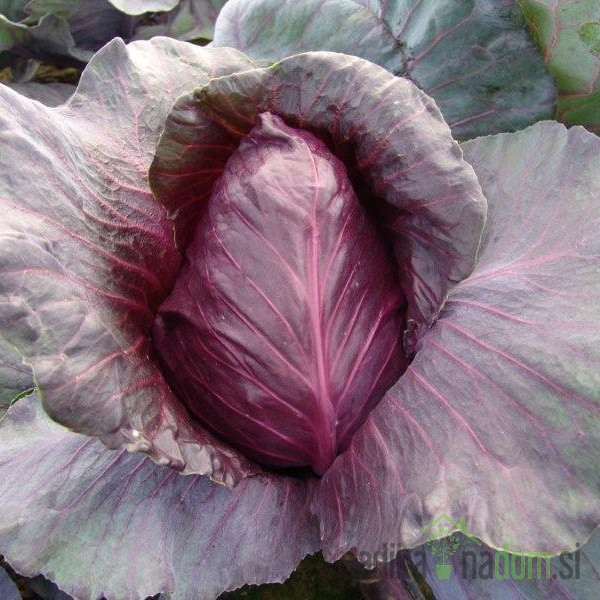 Sjeme Kupus Crveni  Holandski kasni