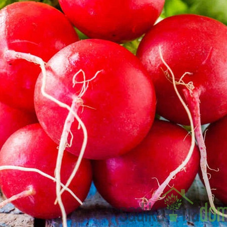 Sjeme rotkvica Burro gigante 287