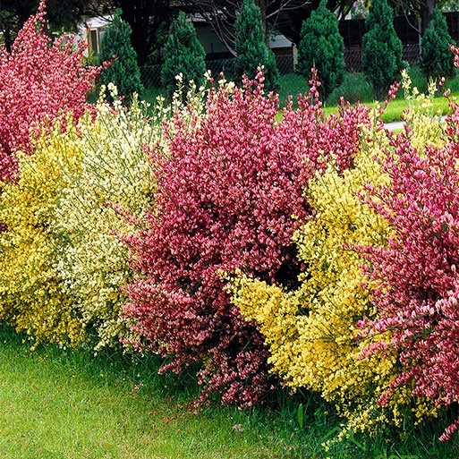 Zečjak žut (Cytisus scoparius)