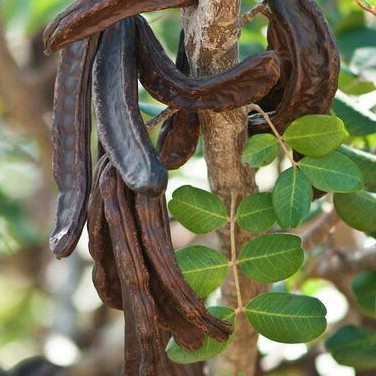 Rogač (ceratonia siliqua carrubo)