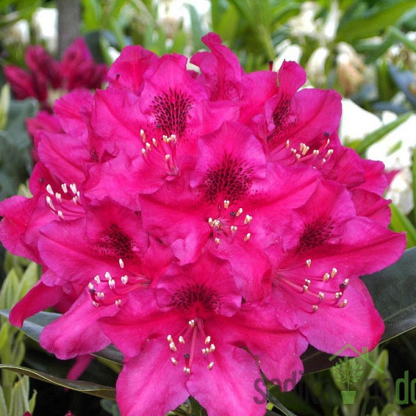 Rododendron Nova Zembla (Rhododendron repens)