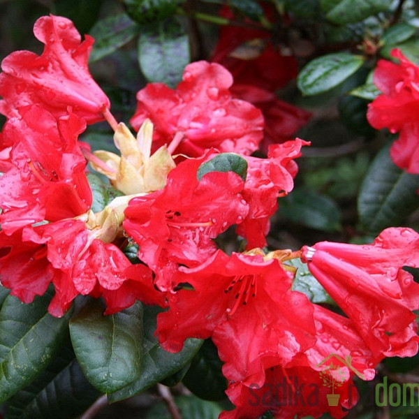 Rododendron Scarlet Wonder - PATULJAST
