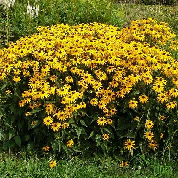 Rudbeckia fulgida Goldstrum
