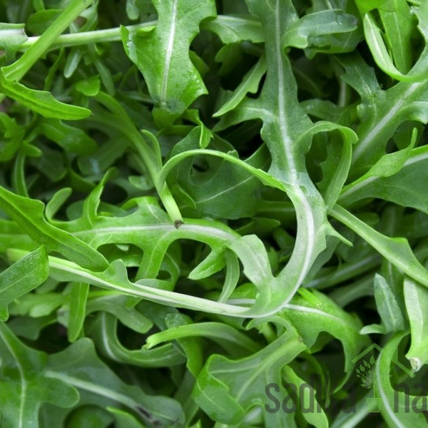 Sjeme BIO Rukola