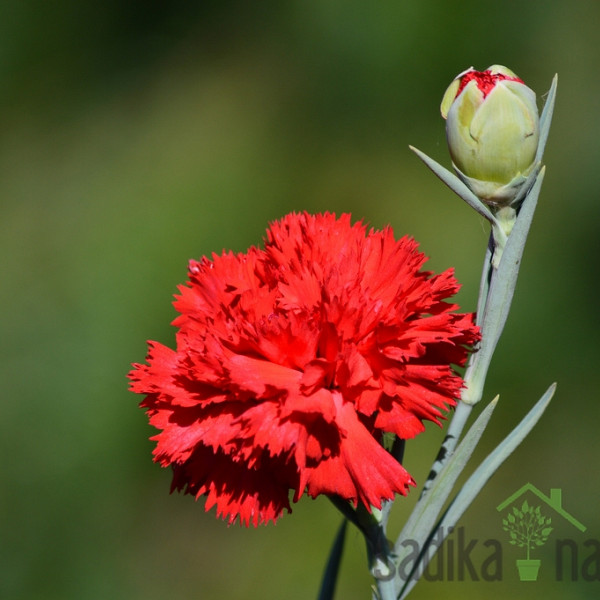 Sjeme Šabojev karanfilić - crveni