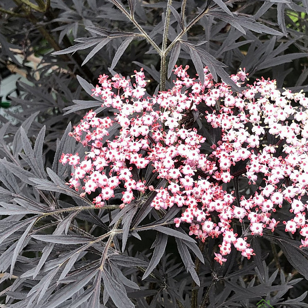 Crna bazga Black Lace Eva (Sambucus Nigra) 
