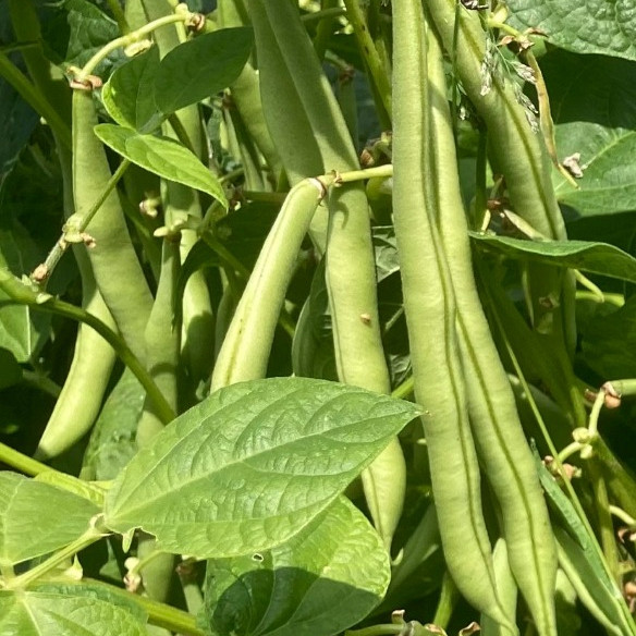 Sjeme Niski grah Bean Maxi