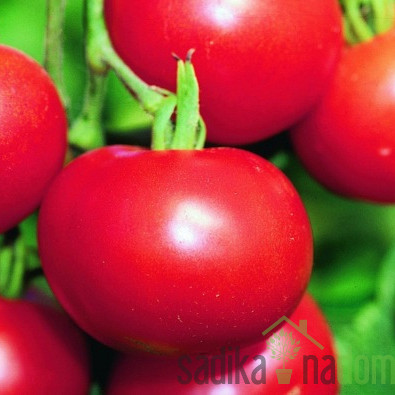 Sjeme Rajčica Matina