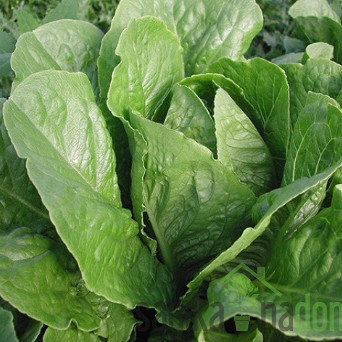 Sjeme Zelena salata Parris Island Cos