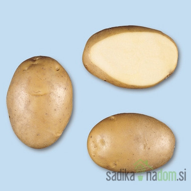 Sjemenski krumpir Agria