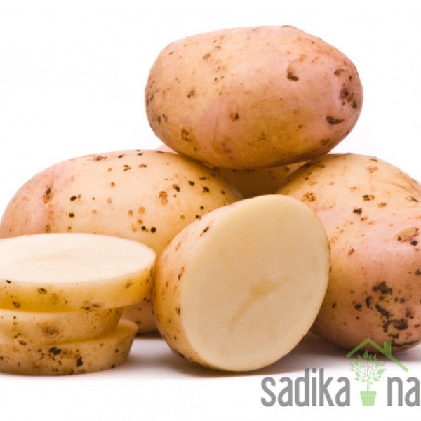 Sjemenski krumpir Colomba