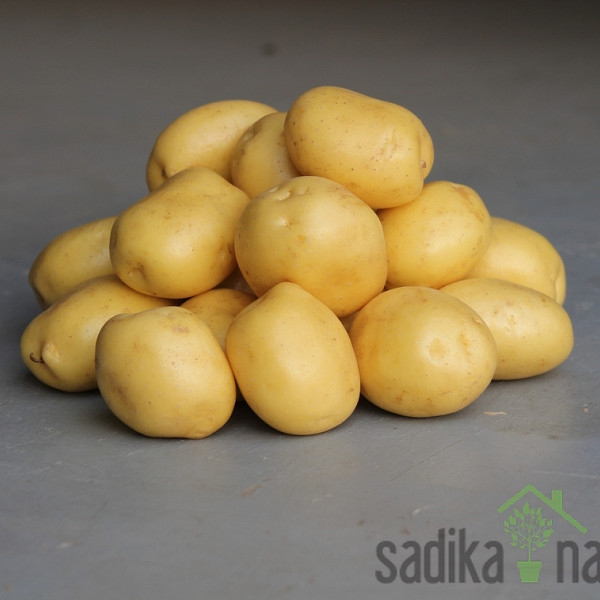 Sjemenski krumpir Constance