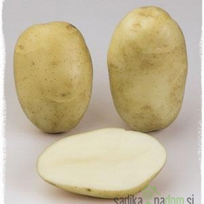 Sjemenski krumpir Daifla