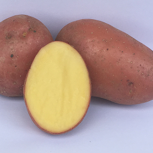 Sjemenski krumpir Esmee