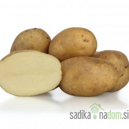 Sjemenski krumpir KIS Sora