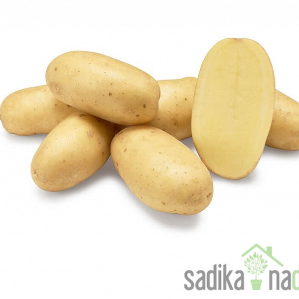 Sjemenski krumpir Levante