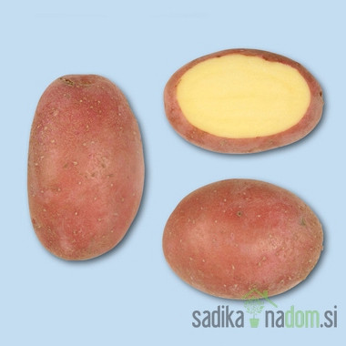 Sjemenski krumpir Manitou