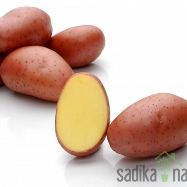 Sjemenski krumpir Red Lady