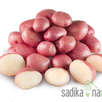 Sjemenski krumpir Rudolph