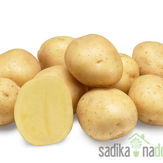 Sjemenski krumpir Twister