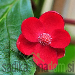 Šisandra rubriflora (schisandra rubriflora) - UKRASNA