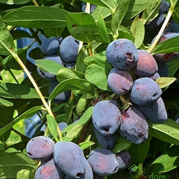 Sibirska borovnica Blue Treasure