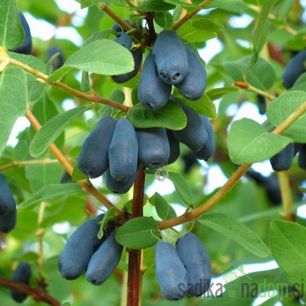 Sibirska borovnica krupna