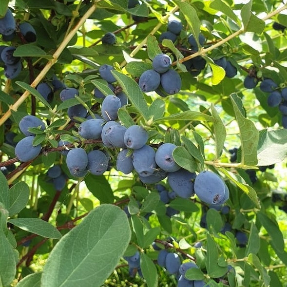 Sibirska borovnica Strawberry Sensation- OKUS ALPSKE JAGODE