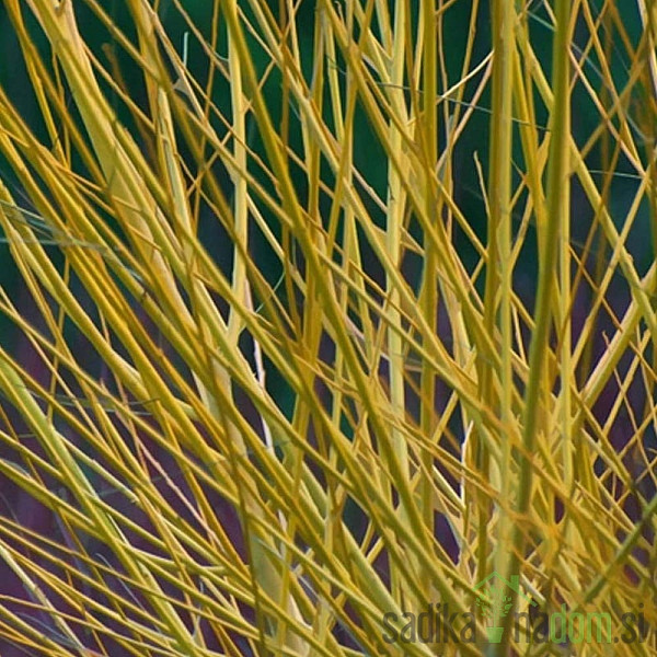 Drijen crvene kore Flaviramea (Cornus sericea)