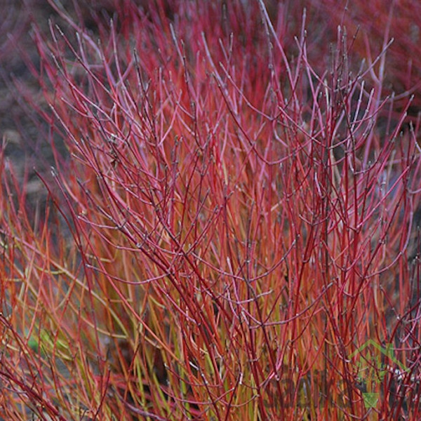 Drijen crvene kore Kelseyi (Cornus sericea)