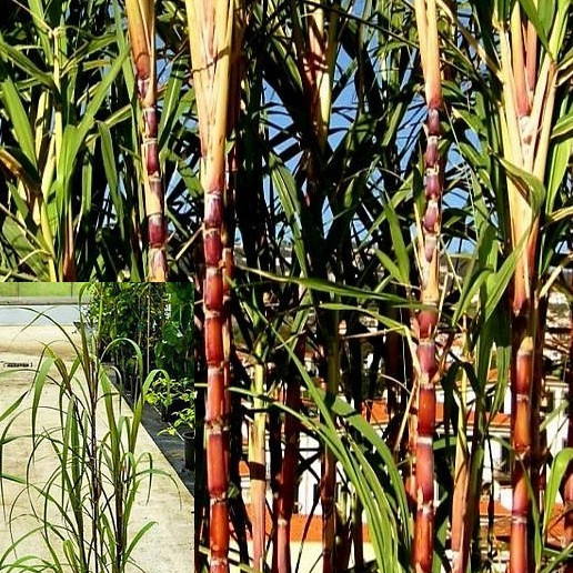 Šećerna trska (canna da zucchero)