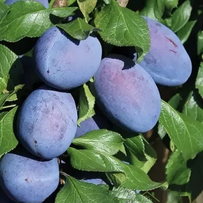 Šljiva Joganta - VRLO DEBELI PLODOVI