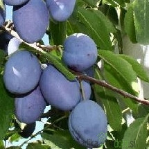 Šljiva Domaća Bistrica