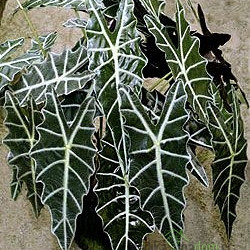 Slonovo uho - Alocasia Amazonica Polly