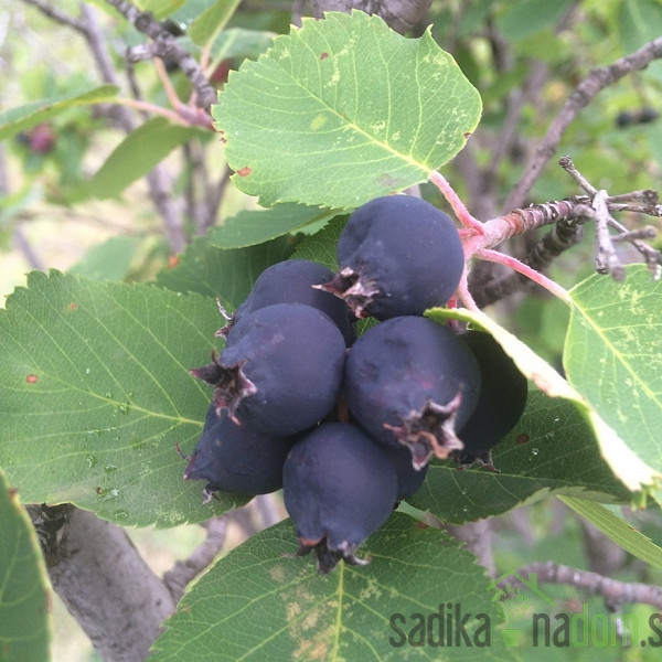 Merala Mandam